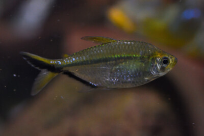 Moenkhausia costae Characidae