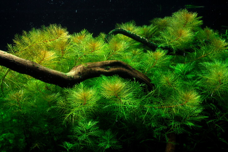 Myriophyllum aquaticum