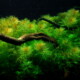 picture of Myriophyllum aquaticum