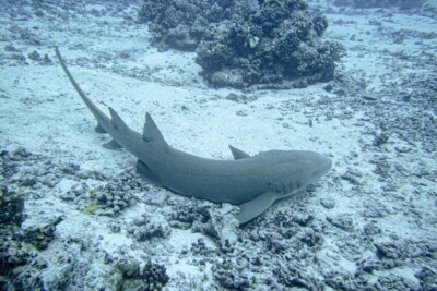 Nebrius ferrugineus Ginglymostomatidae