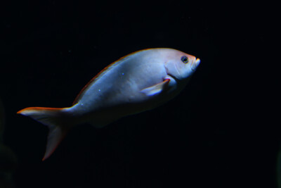 badèche créole du Pacifique Epinephelidae