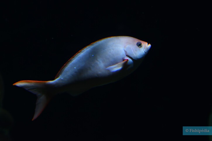 Cephalopholis colonus