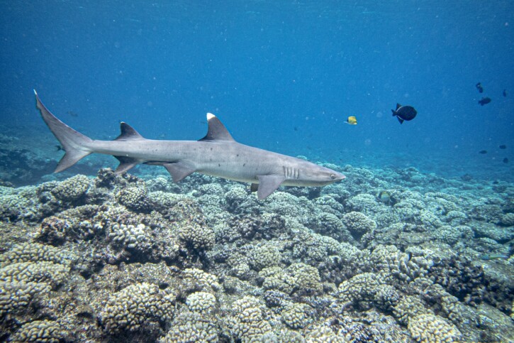 Triaenodon obesus - tiburón de arrecife de punta blanca
