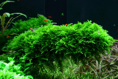christmas moss Hypnaceae