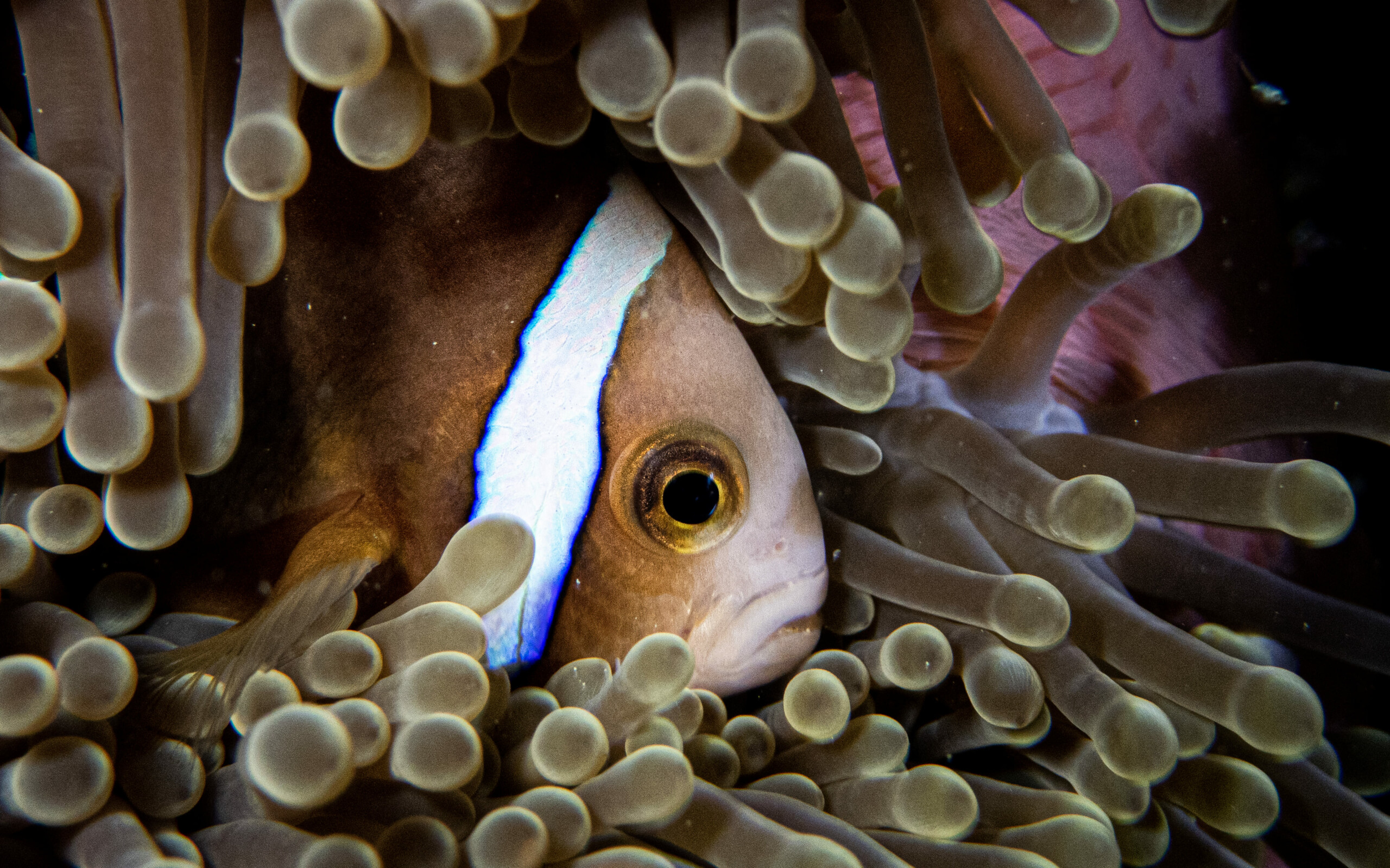 fishes picture