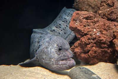 anguila lobo Espèce : anguila lobo