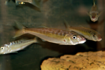 Bathybates fasciatus Cichlidae