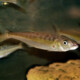 picture of Bathybates fasciatus