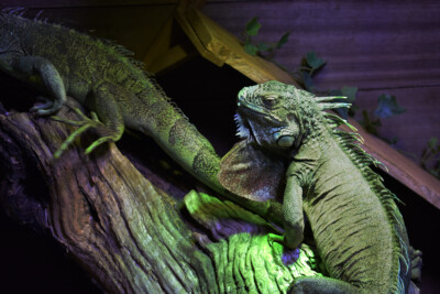 Iguana iguana Espèce : Iguana iguana