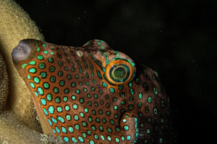 Canthigaster solandri