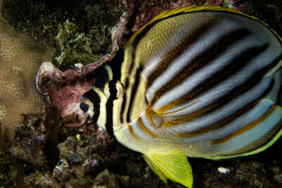 poisson-papillon orné Chaetodontidae