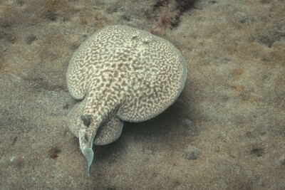 raya torpedo Torpedinidae