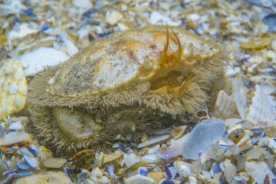 Atelecyclus undecimdentatus Atelecyclidae