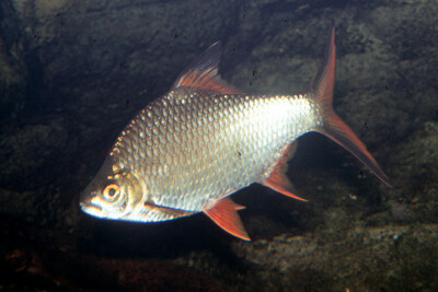 barbus de Schwanenfeld Cyprinidae