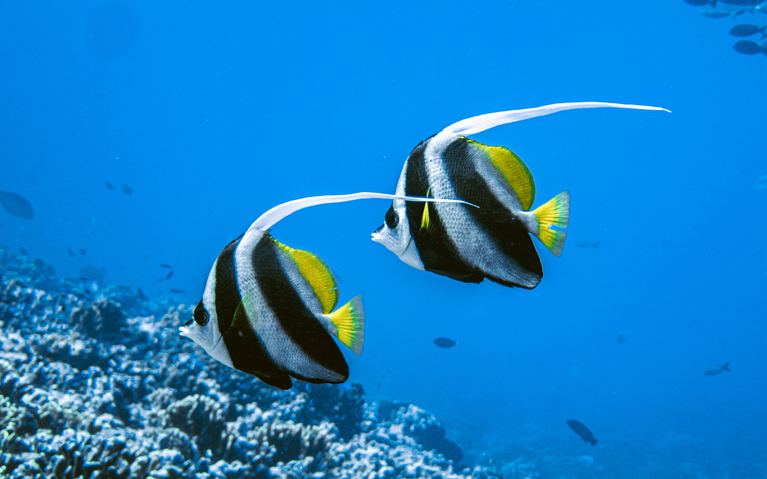 Heniochus acuminatus