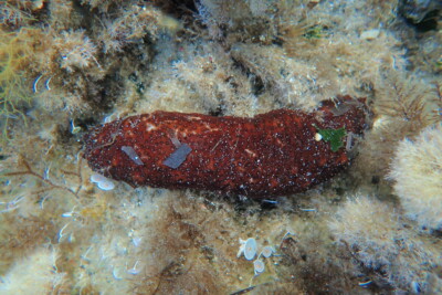 Holothuria sanctori Holothuriidae