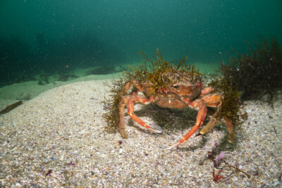Grande araignée de mer Atlantique Majidae