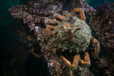 Maja squinado Majidae