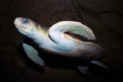 Natator depressus Cheloniidae