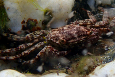 crabe marbré grapsidae