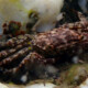 picture of Pachygrapsus marmoratus