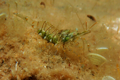 petite crevette rose Palaemonidae