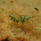 picture of Palaemon elegans