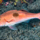 picture of Parupeneus pleurostigma