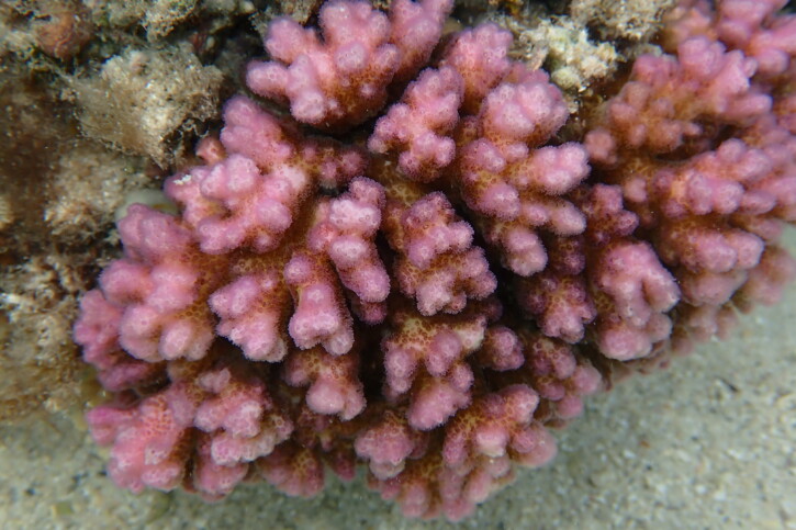 Pocillopora damicornis