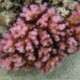 picture of Pocillopora damicornis