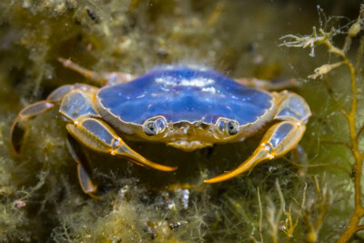 Polybius henslowii Polybiidae