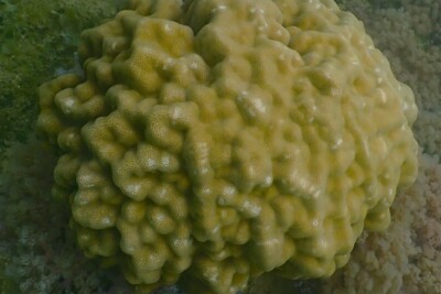 corail poreux montagneux poritidae