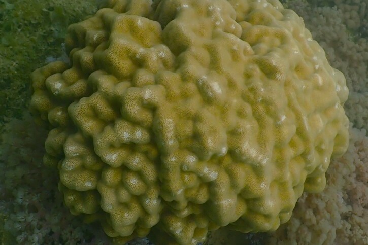 Porites lutea