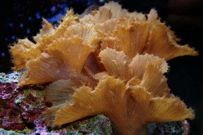 Sinularia brassica sinulariidae