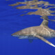 picture of Carcharhinus longimanus