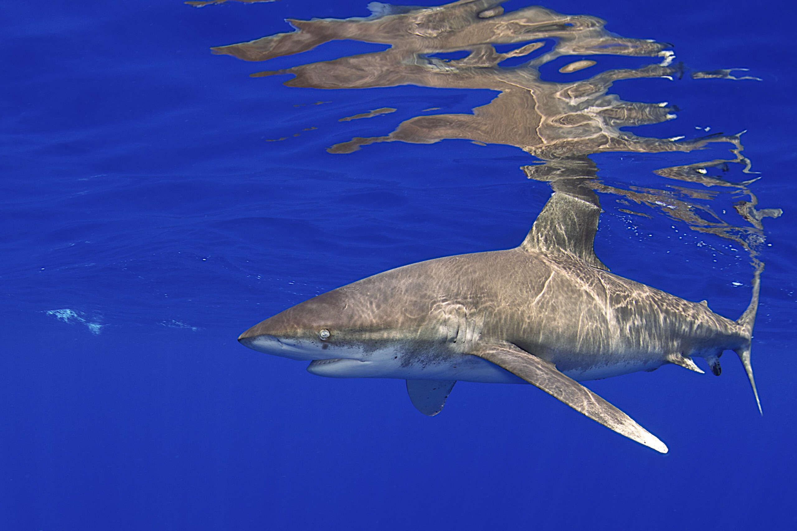 Carcharhinus longimanus