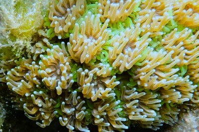 coral galaxea Oculinidae
