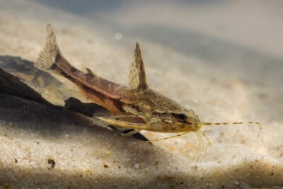 Amblydoras nauticus Doradidae