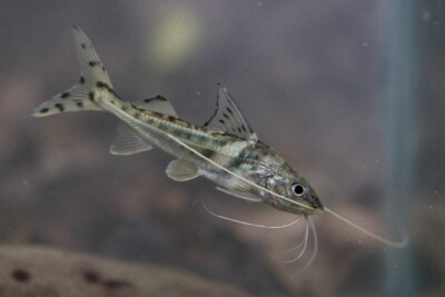 cunchi Pimelodidae