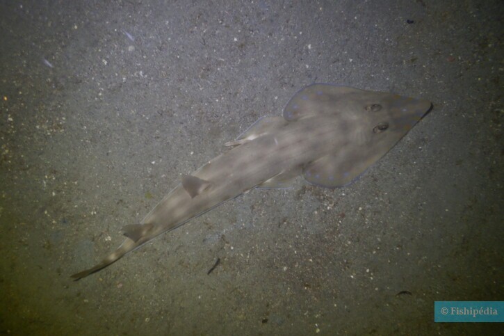 Acroteriobatus zanzibarensis - raie guitare de Zanzibar