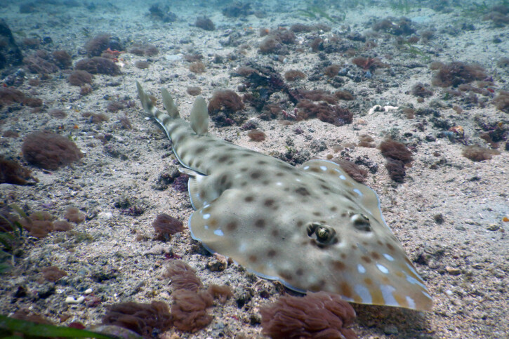 Acroteriobatus zanzibarensis