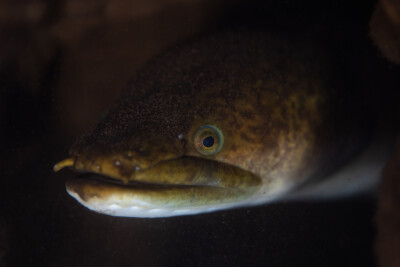 anguille marbrée Anguillidae