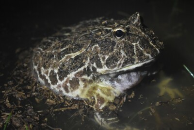 grenouille cornue de Cranwell Ceratophyllaceae