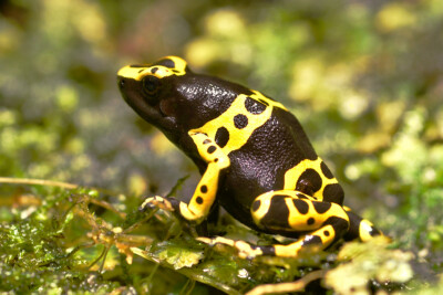 rainette jaguar Dendrobatidae
