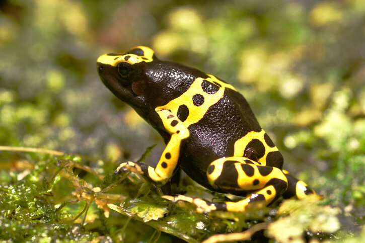 Dendrobates leucomelas