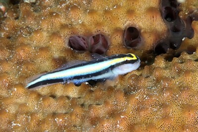 gobie nez de requin Gobiidae