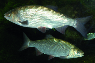 ide mélanote Cyprinidae