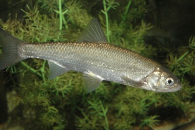 leucisco Común Cyprinidae