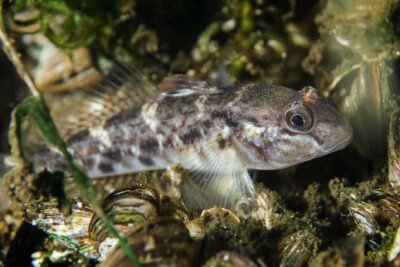 Neogobius melanostomus Gobiidae