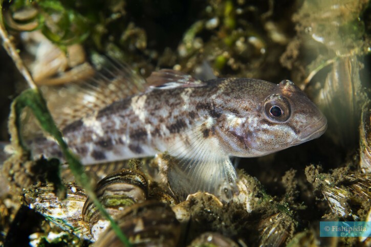 Neogobius melanostomus